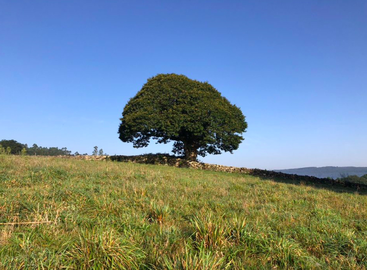 Gedicht: Ik ben de boom